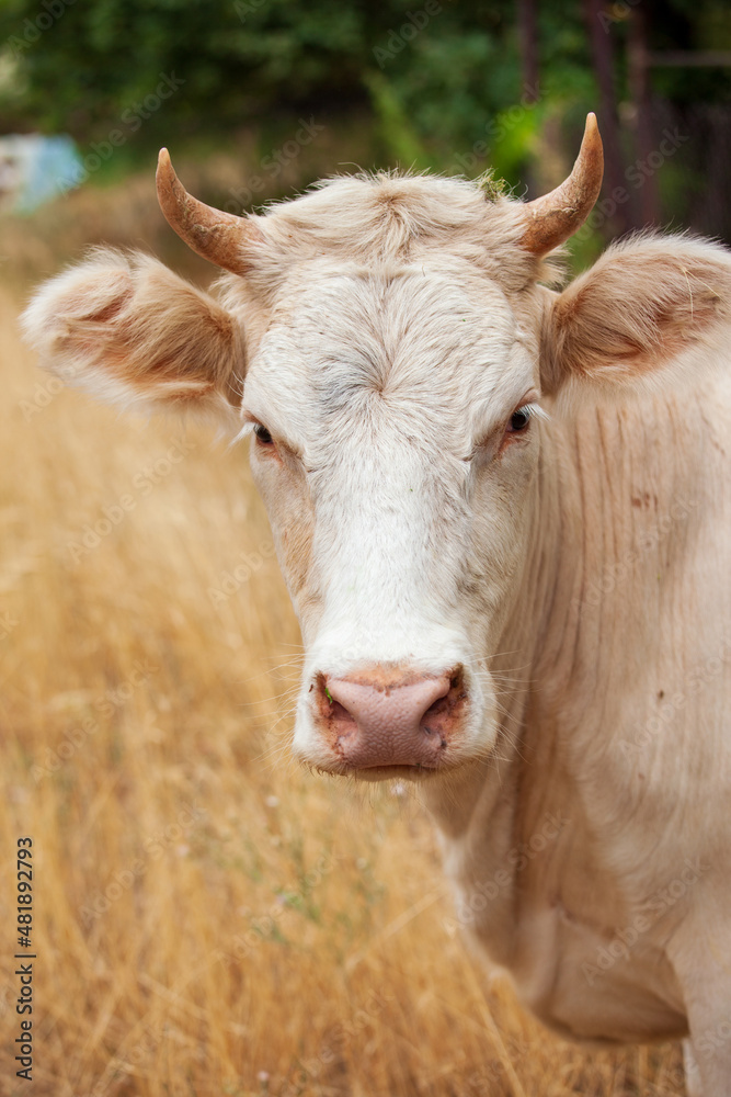 the cow's head is brown, right angle, full face, against a background of yellow dried grass and green tree leaves.
