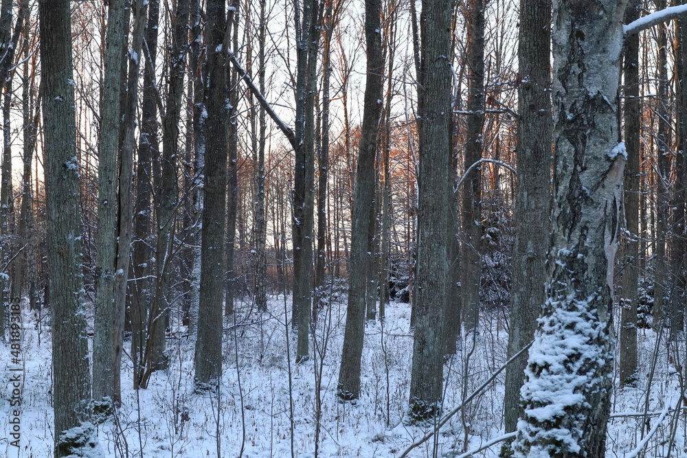 Fototapeta premium Nice forest photo during the winter. Snow and relaxing weather outside. Early morning with sunrise. Stockholm, Sweden, Europe. 