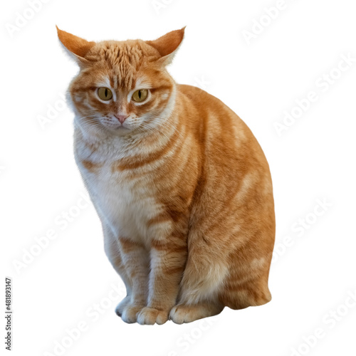 Frustrated or discouraged ginger cat sits with his ears apart