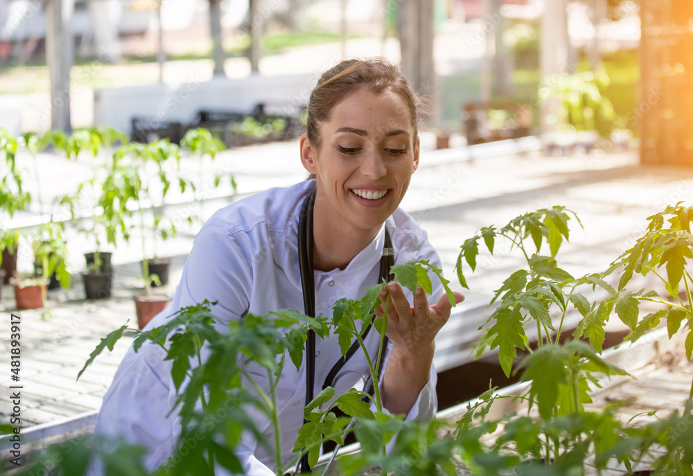 Young female agronomist holding monitoring tomato plant in greenhouse.