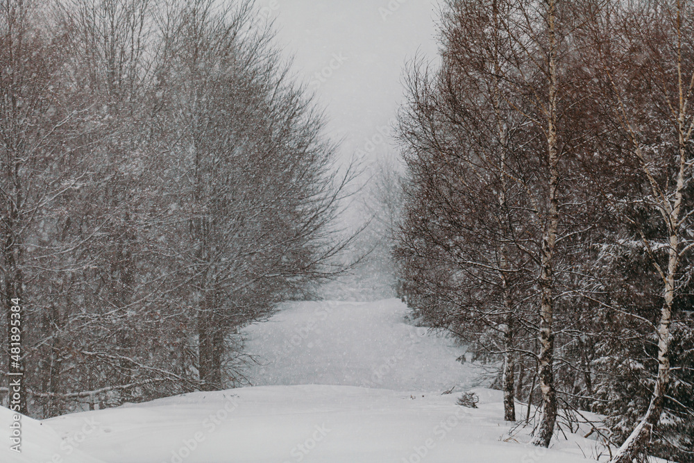 Obraz premium forest during snowstorm in winter