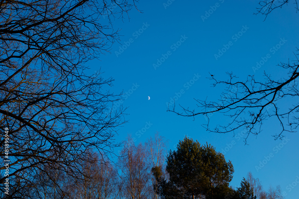 Moon among forest trees in the blue evening sky Moon among forest trees in the blue evening sky