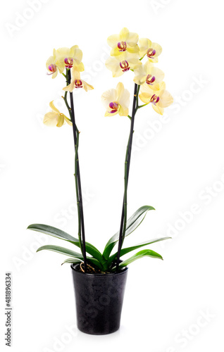 Fototapeta Naklejka Na Ścianę i Meble -  moth orchids in studio