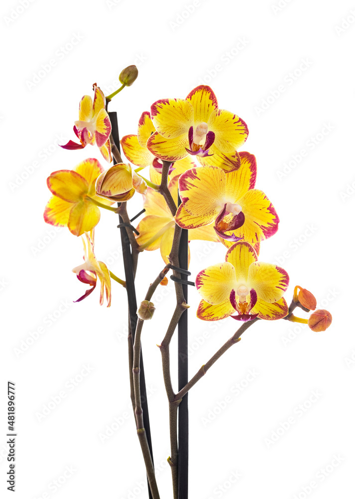 Fototapeta premium moth orchids in studio