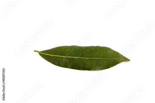 Fresh daphne leaves on the white background photo