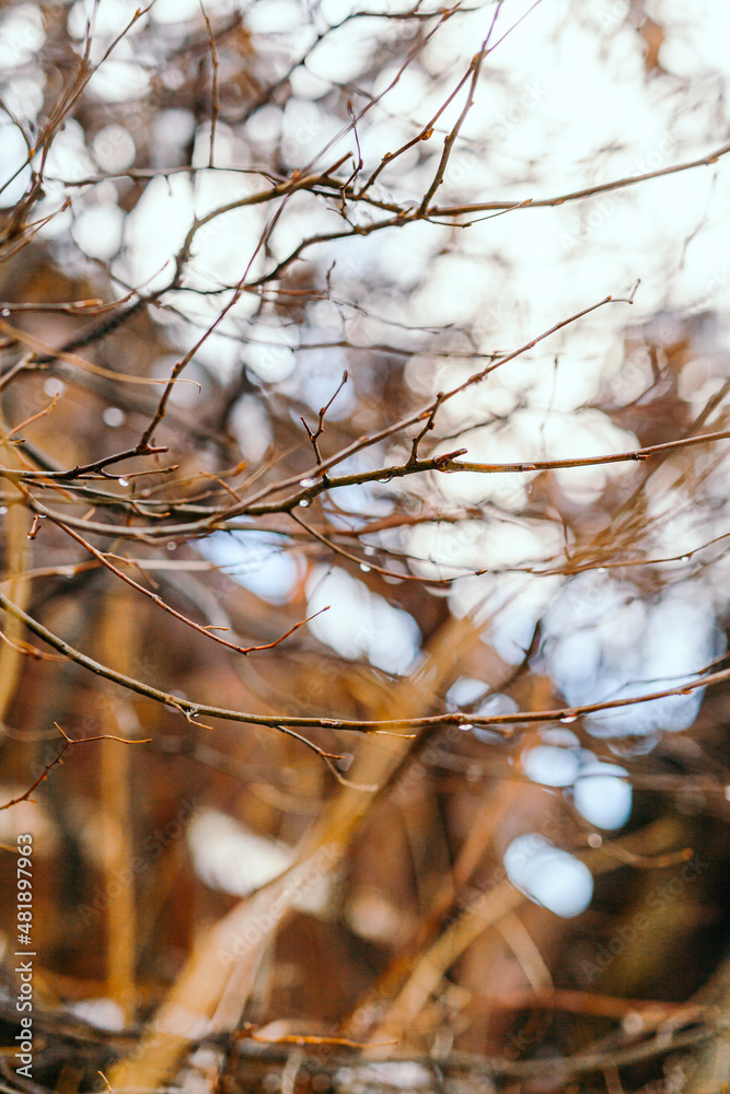 Obraz premium water drops on branches in Spring Thaw
