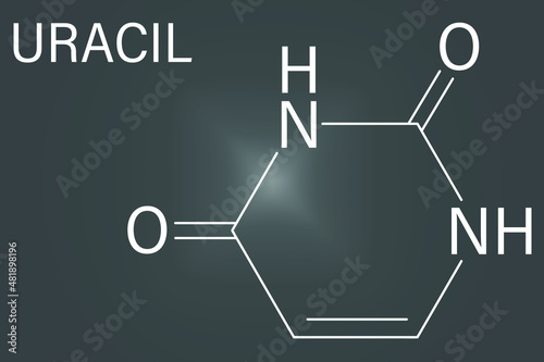 Uracil nucleobase molecule. Present in ribonucleic acid. Skeletal formula.