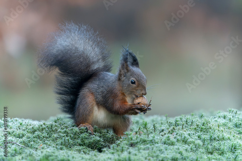  Eurasian red squirrel  Sciurus vulgaris  eating a walnut in the forest of Noord Brabant in the Netherlands.                                                                                            