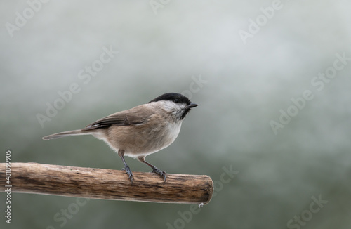 black capped chickadee on a branch 