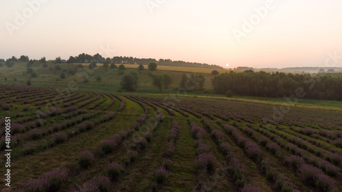 Lavender flower in the field panoramic view