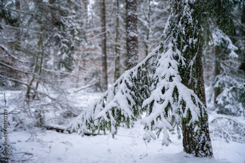Las zimą, gałęzie sosny zwyczajnej pokryte grubą warstwą śniegu.  photo