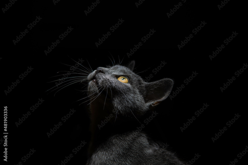 portrait of a beautiful russian blue cat on a black background