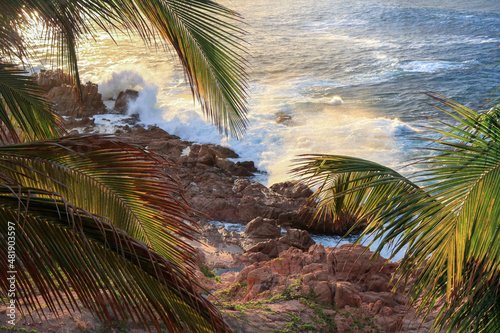 palm tree on the beach