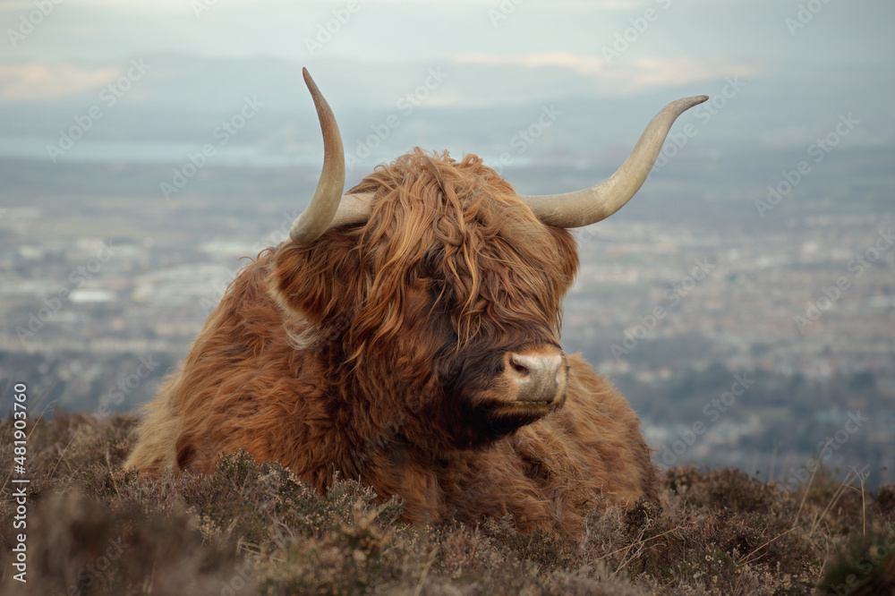 Furry highland cow on the background of the city of Edinburgh. Pentland Hills Regional Park Pentland Hills Regional Park, SCOTLAND 