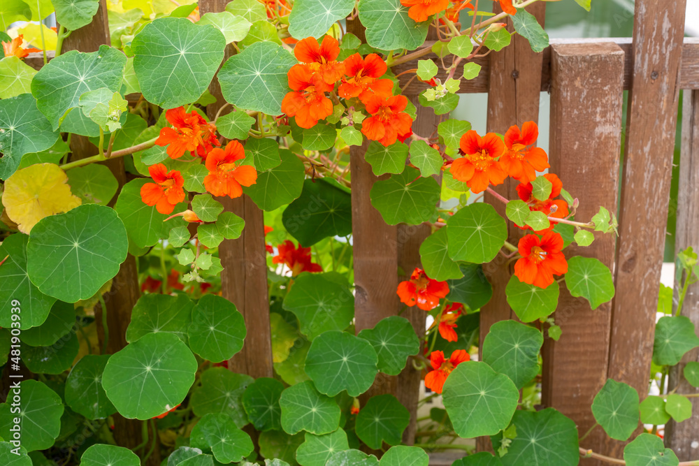 Orange Nasturtium flower Tropaeolum majus is edible and makes an attractive ground cover.