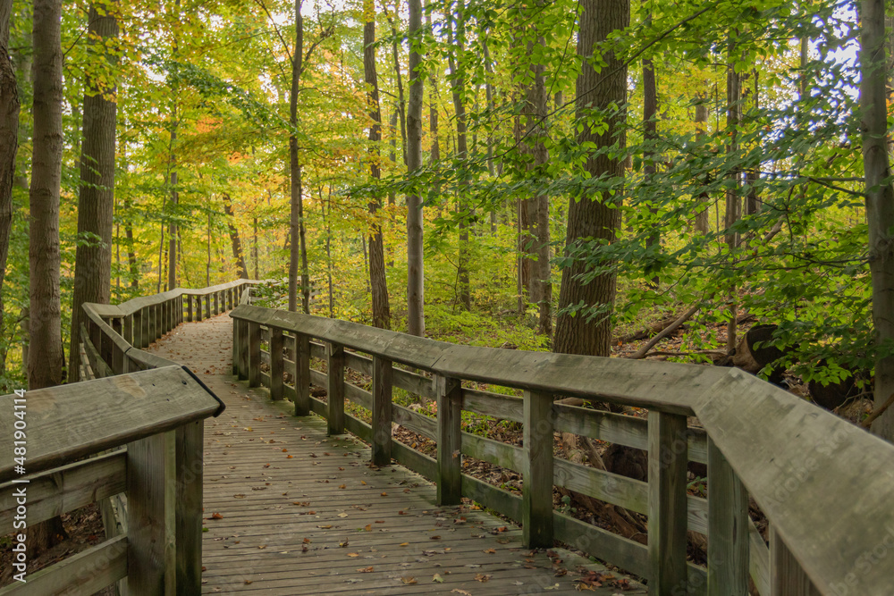 wooden walking path bridge in the forest 