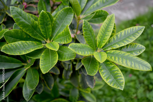 Yellows on rhododendron leaves (Rhododendron L.). Non-infectious chlorosis