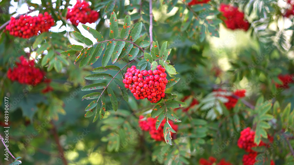 Ripe red-orange rowan berries close-up growing on the branches of a rowan tree. the branches of a rowan. close up Ripe red-orange rowan berries close-up growing on the branches of a rowan tree. the branches of a rowan. close up