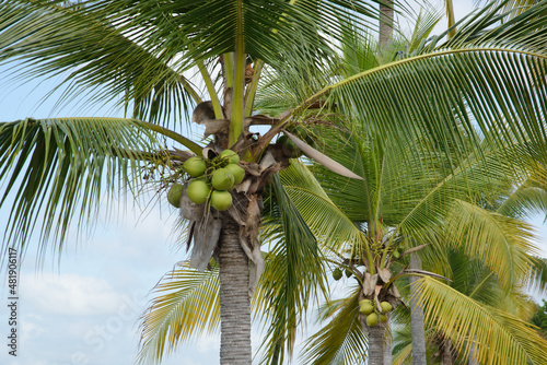 coconut tree fruits hanging from the top of an outdoor coconut tree glowing in the light of the tropics