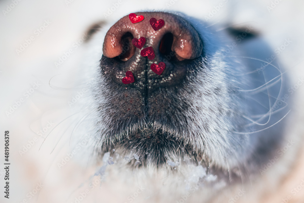Valentine's Day concept. Funny portrait of a cute white dog samoyed dog heart nose on a white background.