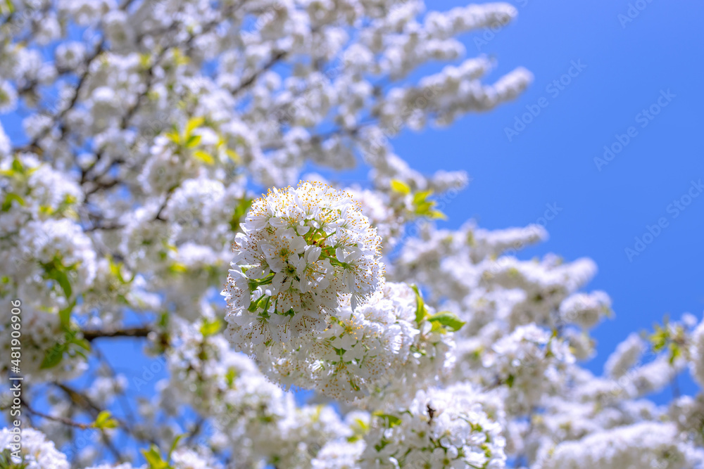 Blooming cherry tree. Inflorescences of white flowers on branches against a blue sky on a spring day