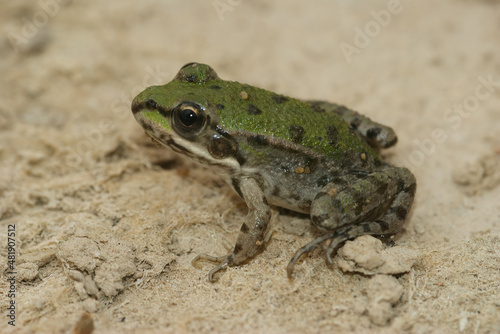 Closeup on a small mediterranean European pool frog, Pelophylax lessonae