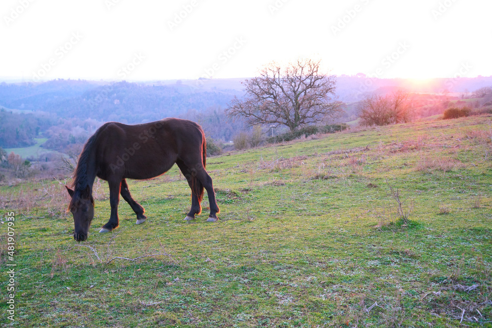 Countryside scene with horse at sunset Countryside scene with horse at sunset