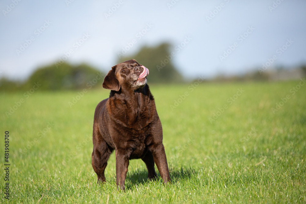 Funny brown Labrador having fun with tongue sticking out and touching nose on the grass Funny brown Labrador having fun with tongue sticking out and touching nose on the grass