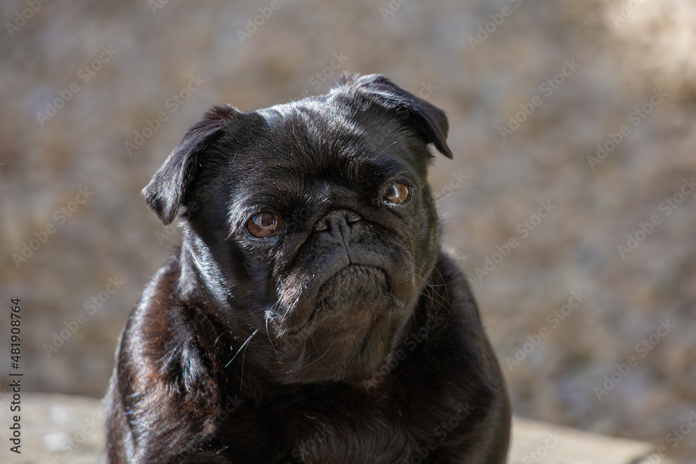 Pug looking serious. small black dog