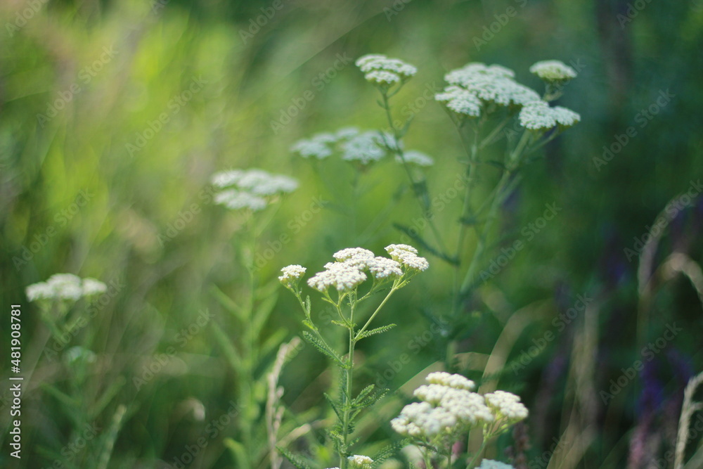 Flowers Flowers
