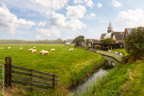 Sheep graze peacefully near the village of Oudeschild on the Dutch island of Texel. photo