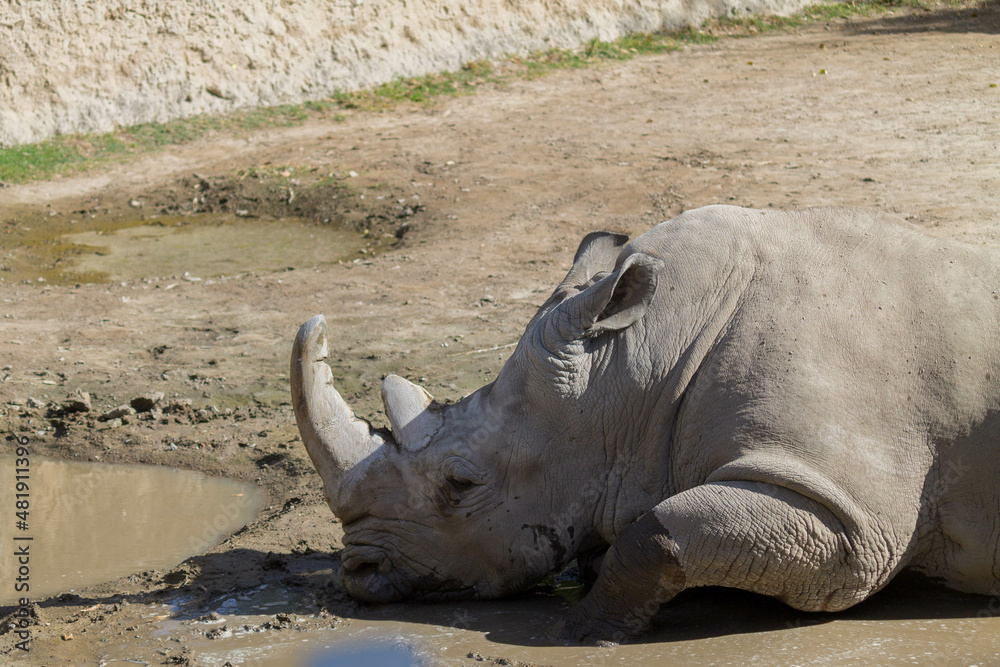 Fototapeta premium Rhino