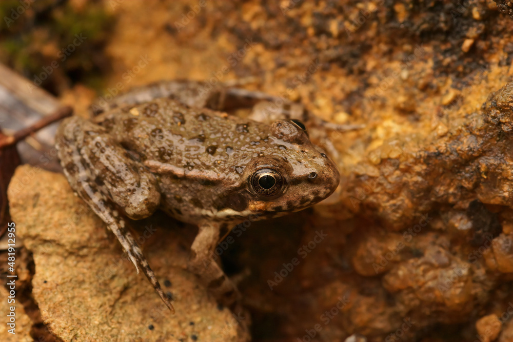 Closeup on a small mediterranean European pool frog, Pelophylax lessonae Closeup on a small mediterranean European pool frog, Pelophylax lessonae
