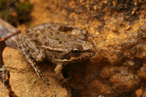 Closeup on a small mediterranean European pool frog, Pelophylax lessonae
