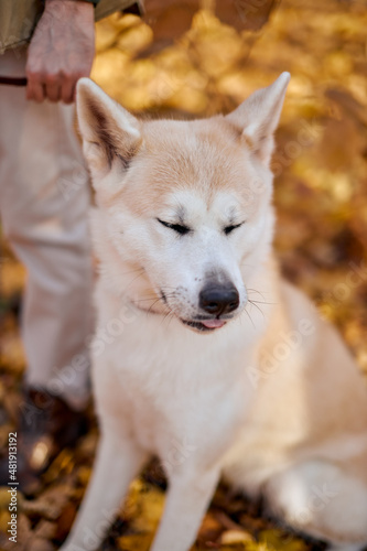 Akita inu dog with beautiful white fluffy fur is resting in autumn park near walking path, outdoor portrait. animals, pet, dogs concept © Roman