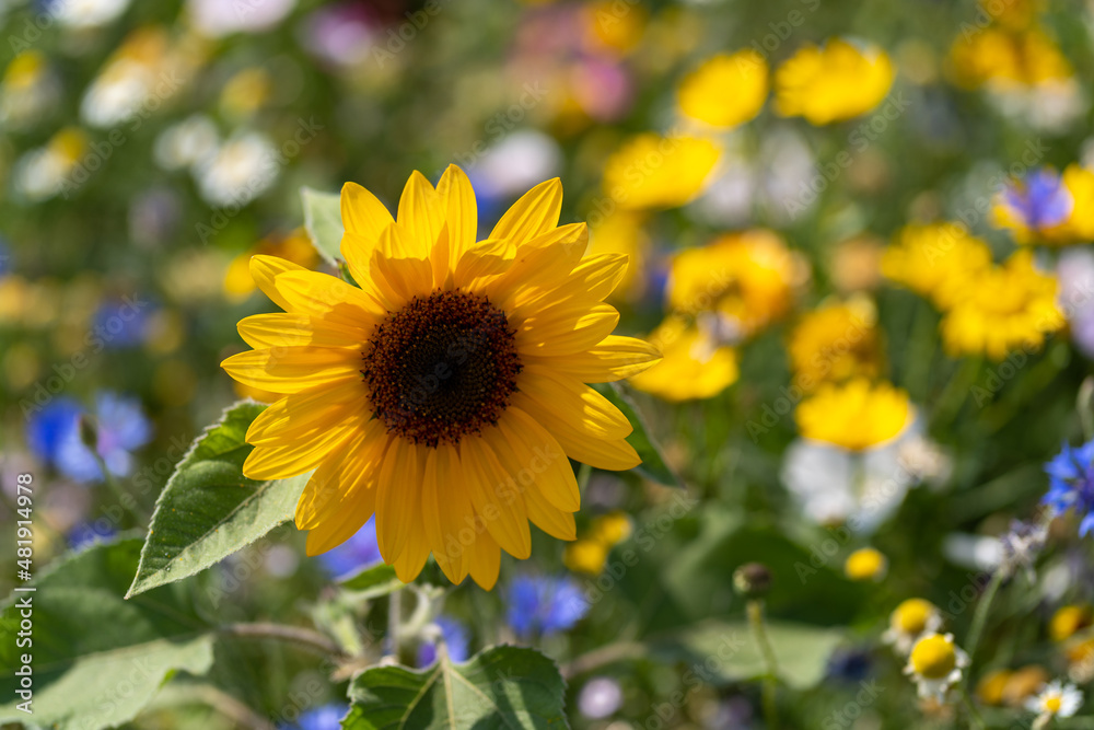 Fototapeta premium Single sunflower in a flower field at the island of Fehmarn, Schleswig Holstein, Germany.