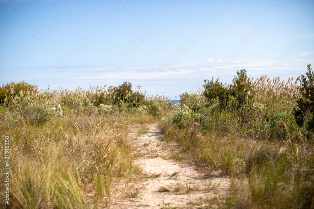 path way to the beach autumn shoreline plants at flag ponds nature park on the chesapeake bay in calvert county southern maryland usa