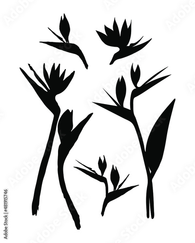 Strelitzia flower silhouette illustration. Vector tropical flower isolated set. Strelitzia, bird of paradise.