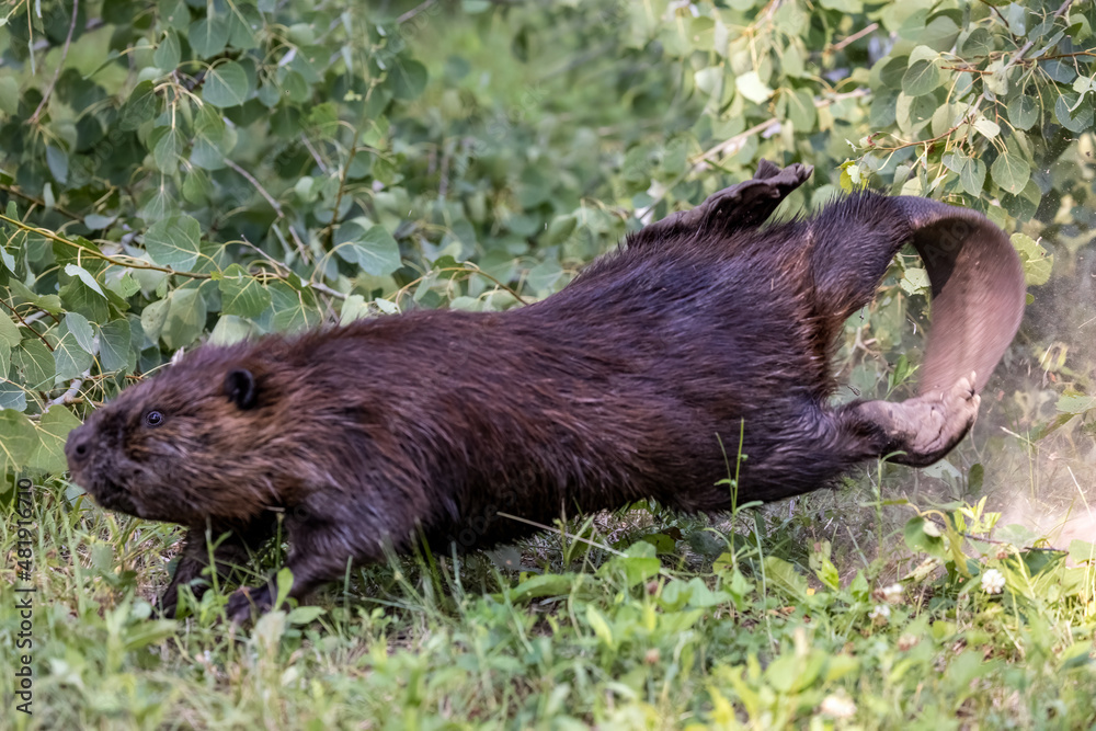beaver stomping the ground in anger beaver stomping the ground in anger