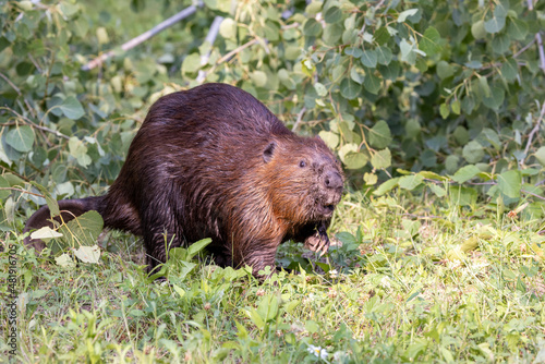 beaver coming out of the woods © cherwoman730