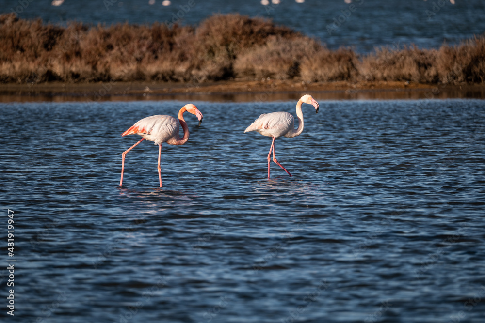 flamingos in the water