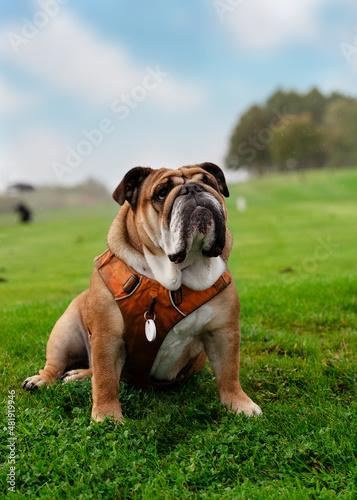 Red English British Bulldog in orange harness out for a walk sitting on the dry grass in sunny day