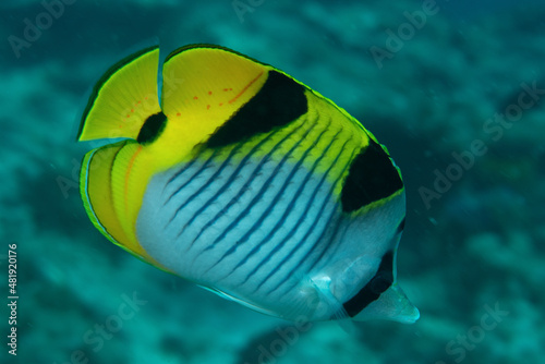 Pesce farfalla, Chaetodon falcula, mentre nuota sulla barriera corallina