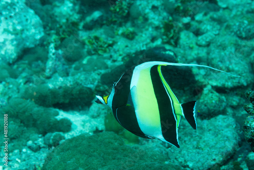 pesce idolo moresco, Zanclus cornutus, mentre nuota nella barriera corallina