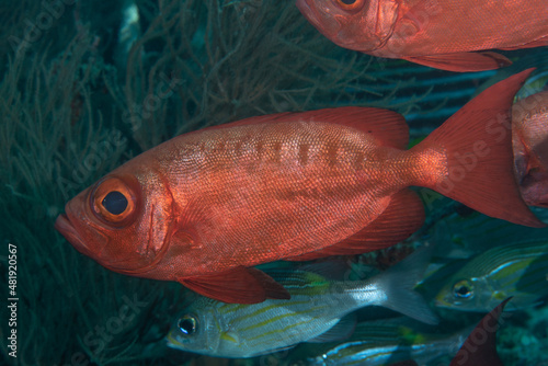 Fotografía Priacanthus hamrur. o pesce mascherato con la coda a falce
