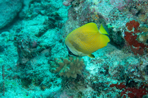 Pesce farfalla dalle labbra nere, Chaetodon kleinii, sulla barriera corallina