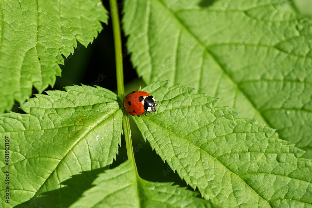 Ladybug (lat. Coccinellidae) destroys aphids on leaves and saves plants from death. Ladybug (lat. Coccinellidae) destroys aphids on leaves and saves plants from death.