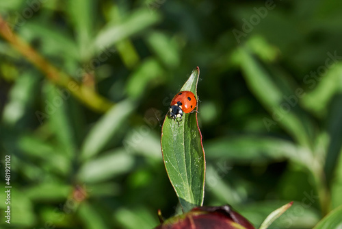 Ladybug (lat. Coccinellidae) destroys aphids on leaves and saves plants from death.