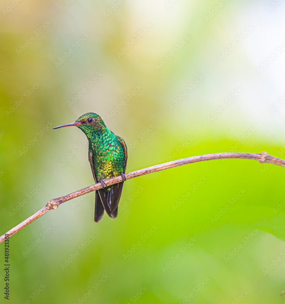 Fototapeta premium blue-chinned sapphire ,Chlorestes notata is a hummingbird