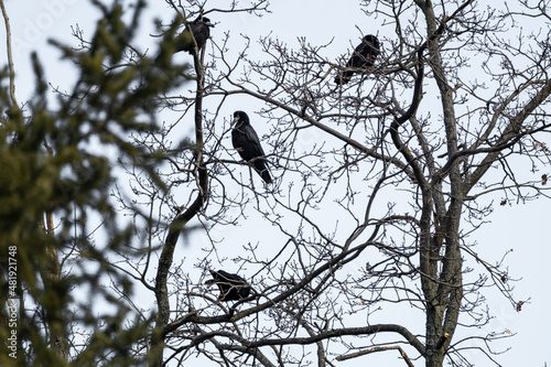 Black crow birds sitting on bare leafless tree branches on light gray sky with blurry foreground. Wild nature watching background